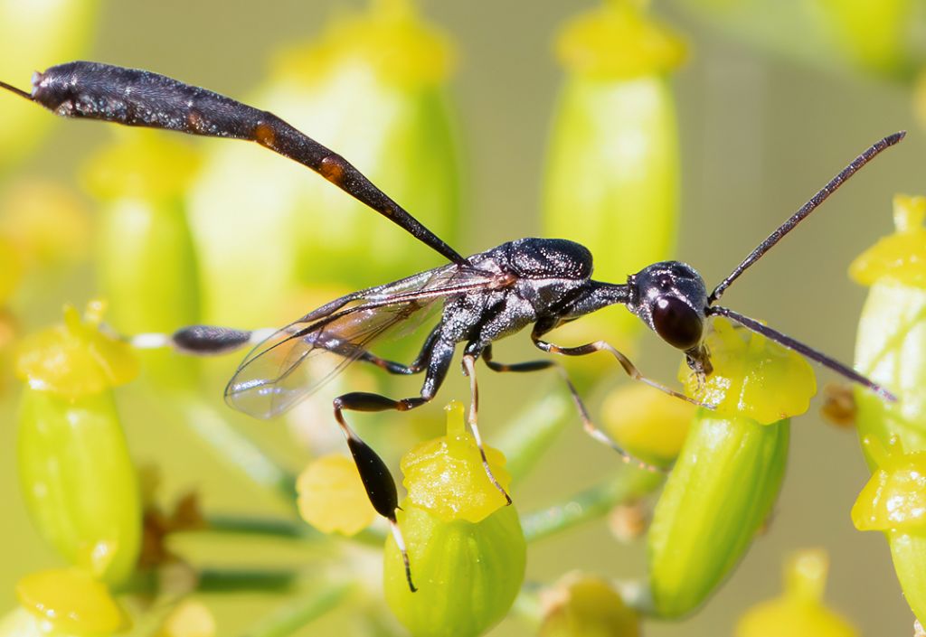 Gasteruptiidae: Gasteruption jaculator. No, femmina di G. caucasicum